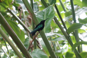 faune-guadeloupéenne-colibri
