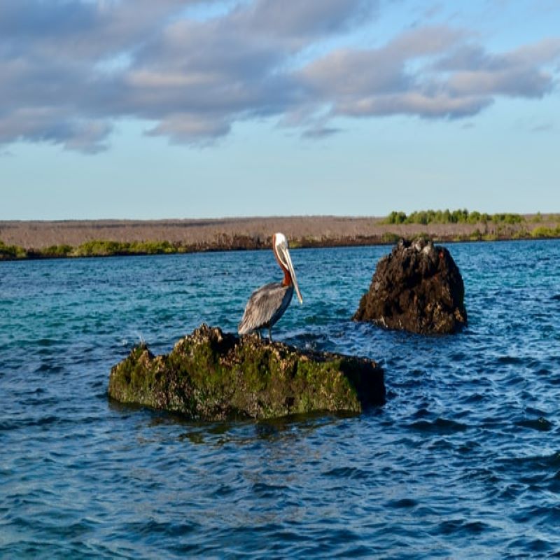 Fou à pieds bleus de San Cristobal en croisière aux Galapagos avec Via Dream