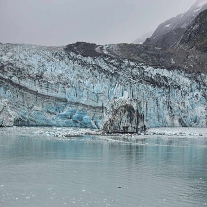 Un élan du Glacier Bay lors de la croisière Alaska par Via Dream