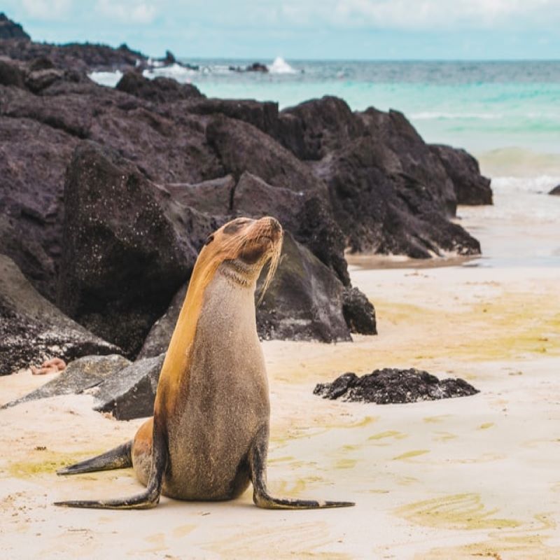 A Española un iguane en croisière aux Galapagos de Via Dream