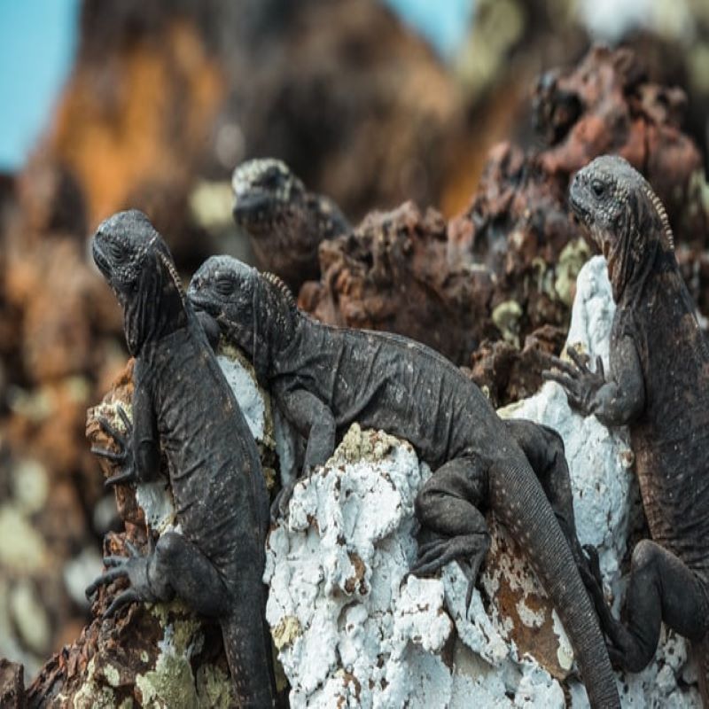 A Santa Cruz une tortue géante vue en croisière aux Galapagos par Via Dream
